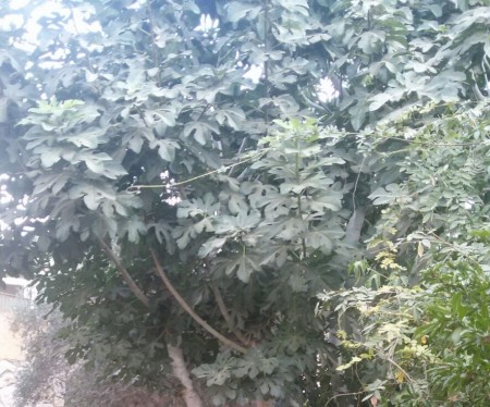 עץ התאנה בחצרו של של בנו של צבי סדן